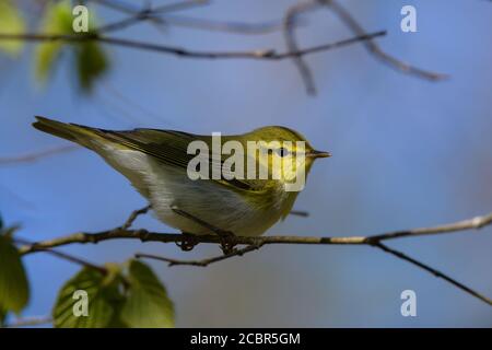 Wood Warbler (Phylloscopus sibilatrix), terreno di detenzione maschile nella Ågesta primavera 2020. Foto Stock