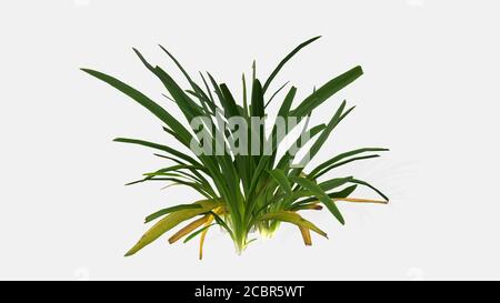 rendering 3d di un piccolo albero su sfondo bianco Foto Stock