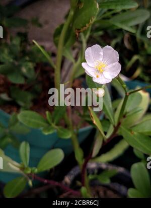Immagine in primo piano verticale di un bel fiore di Primrose da sera un giardino Foto Stock