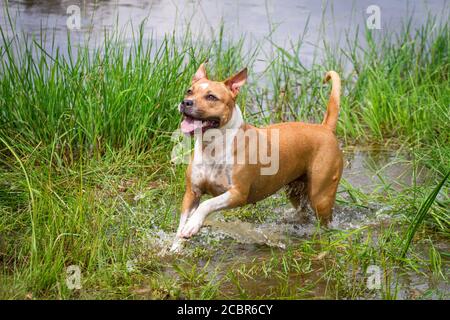 American Staffordshire Terrier, che corre su un lago Foto Stock