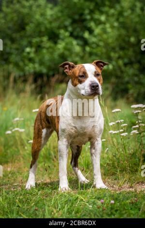 Ritratto di un brindle americano Staffordshire Terrier, in piedi Foto Stock