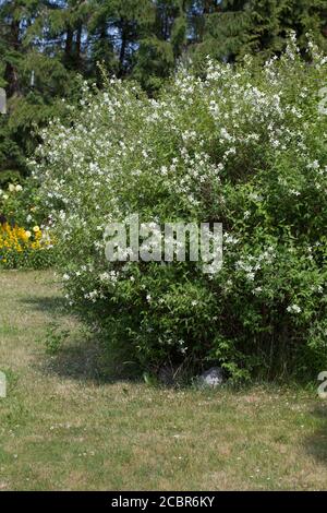 PHILADELPHUS CORONARIUS dolce mock arancio o dogwood inglese Foto Stock