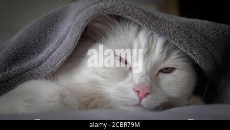 Gatto bianco con gli occhi a metà chiusa che si stendono su un letto mentre si sdraia fuori da sotto una coperta. Foto Stock