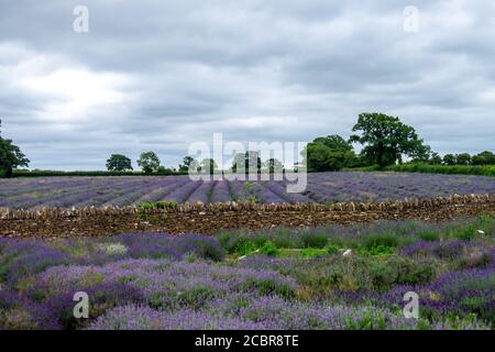 Campo di lavanda Foto Stock