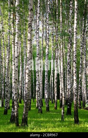 Snelli tronchi di birch nei raggi dell'estate tramonto Foto Stock