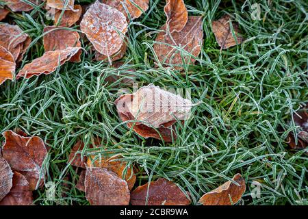Foglie brune gelide sull'erba, in un mattino d'inverno Foto Stock