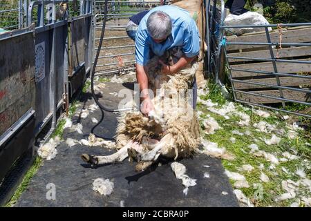 Tosatura di pecora, contea di Kerry Irlanda Foto Stock