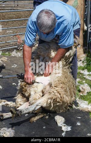 Tosatura di pecora, contea di Kerry Irlanda Foto Stock