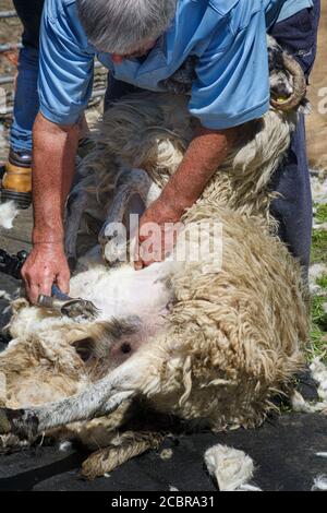 Tosatura di pecora, contea di Kerry Irlanda Foto Stock