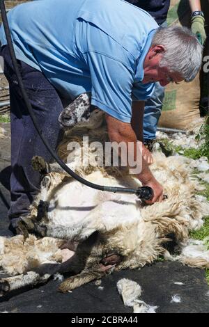 Tosatura di pecora, contea di Kerry Irlanda Foto Stock