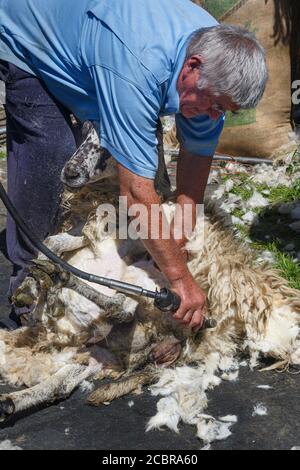 Tosatura di pecora, contea di Kerry Irlanda Foto Stock