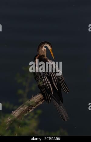 Oriental darter anche chiamato indiano darter che si siede in un albero Ramo al santuario degli uccelli di Bharatpur conosciuto anche come keoadev nazionale parco in India del Rajasthan Foto Stock