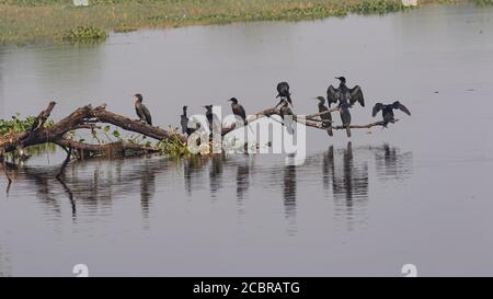 Un gruppo di uccelli del darter orientale anche chiamato darter indiano Siting in un ramo dell'albero sopra l'acqua all'uccello di Bharatpur santuario Foto Stock