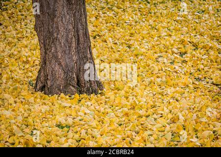 Ginkgo parte a terra in autunno, circondando un tronco d'albero Foto Stock