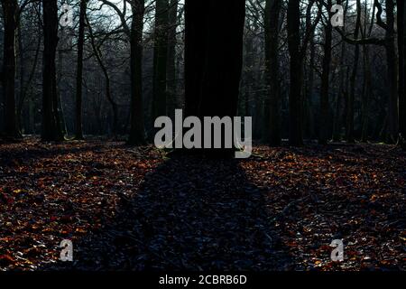 Albero retroilluminato con grande ombra e lettiera di foglie sulla foresta pavimento Foto Stock