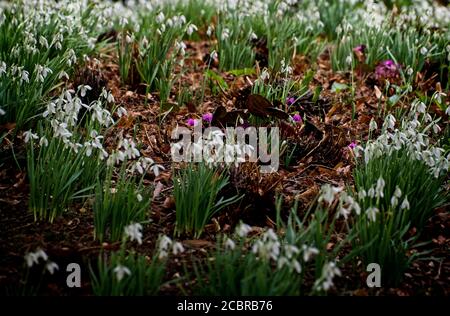 Nevicate fiorite in febbraio, primavera iniziale nel sud dell'Inghilterra. Foto Stock