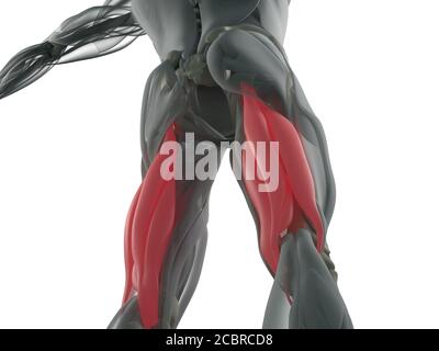 Gruppo muscoloso di Hamping, sistema muscolare anatomia umana. illustrazione 3d. Foto Stock