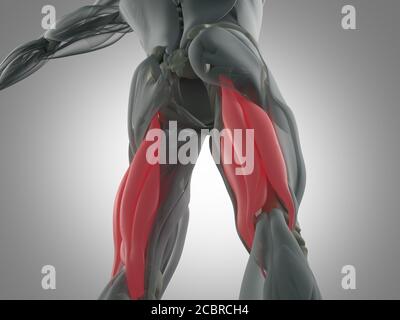Gruppo muscoloso di Hamping, sistema muscolare anatomia umana. illustrazione 3d. Foto Stock