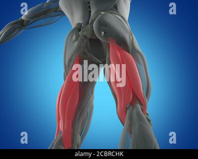 Gruppo muscoloso di Hamping, sistema muscolare anatomia umana. illustrazione 3d. Foto Stock