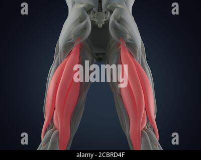 Gruppo muscoloso di Hamping, sistema muscolare anatomia umana. illustrazione 3d. Foto Stock