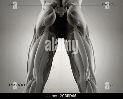 Gruppo muscoloso di Hamping, sistema muscolare anatomia umana. illustrazione 3d. Foto Stock