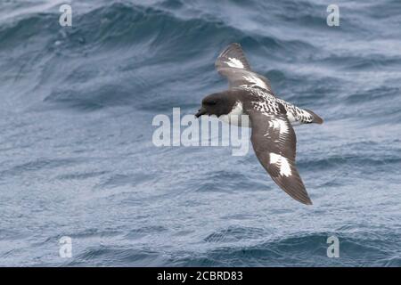 Capo Petrel (capenso di Daption), individuale in volo sopra il mare, Capo Occidentale, Sud Africa Foto Stock