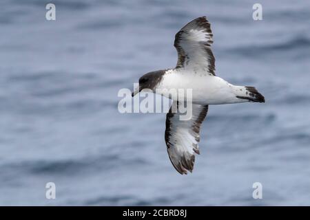 Capo Petrel (capenso di Daption), individuale in volo sopra il mare, Capo Occidentale, Sud Africa Foto Stock