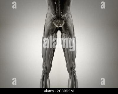 Gruppo muscoloso di Hamping, sistema muscolare anatomia umana. illustrazione 3d. Foto Stock