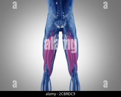 Gruppo muscoloso di Hamping, sistema muscolare anatomia umana. illustrazione 3d. Foto Stock