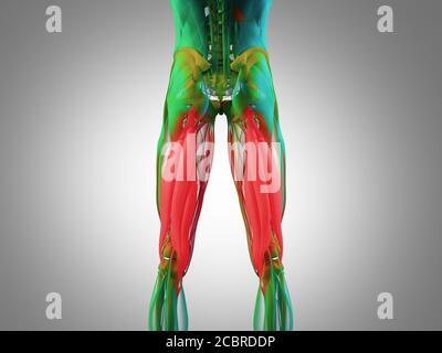 Gruppo muscoloso di Hamping, sistema muscolare anatomia umana. illustrazione 3d. Foto Stock