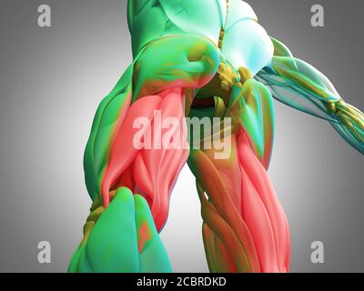 Gruppo muscoloso di Hamping, sistema muscolare anatomia umana. illustrazione 3d. Foto Stock