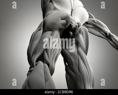 Gruppo muscoloso di Hamping, sistema muscolare anatomia umana. illustrazione 3d. Foto Stock