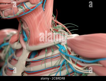 Illustrazione anatomica dei sistemi vascolari e muscolari umani. Illustrazione 3D. Foto Stock