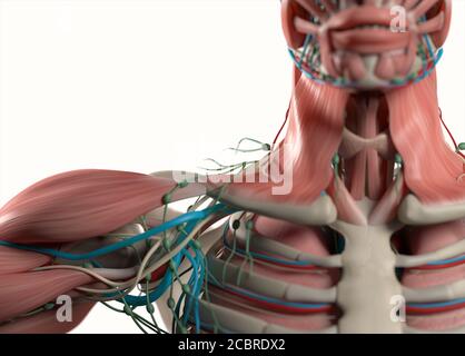 Illustrazione anatomica dei sistemi vascolari e muscolari umani. Illustrazione 3D. Foto Stock