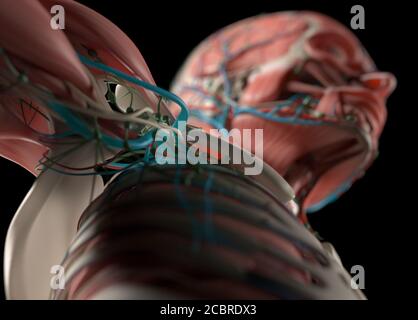 Illustrazione anatomica dei sistemi vascolari e muscolari umani. Illustrazione 3D. Foto Stock