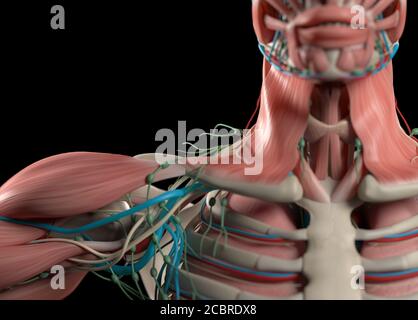 Illustrazione anatomica dei sistemi vascolari e muscolari umani. Illustrazione 3D. Foto Stock