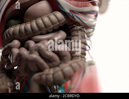 Illustrazione anatomica dei sistemi vascolari e muscolari umani. Illustrazione 3D. Foto Stock