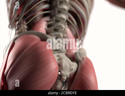 Illustrazione anatomica dei sistemi vascolari e muscolari umani. Illustrazione 3D. Foto Stock