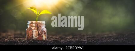 Pianta che cresce fuori di barattolo di monete in suolo di giardino - concetto di investimento aziendale Foto Stock