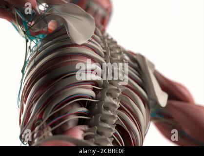 Illustrazione anatomica dei sistemi vascolari e muscolari umani. Illustrazione 3D. Foto Stock