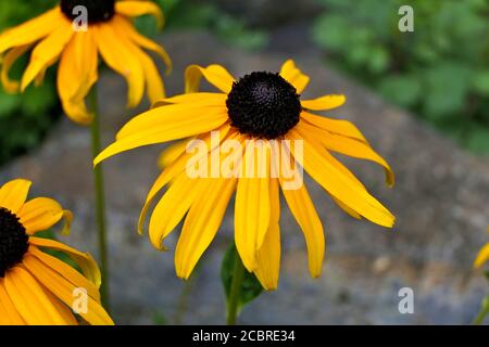 Bella fiori gialli - diversi rudbeckia fulgida, fiori d'arancio o fiori perenni con una pietra sullo sfondo Foto Stock