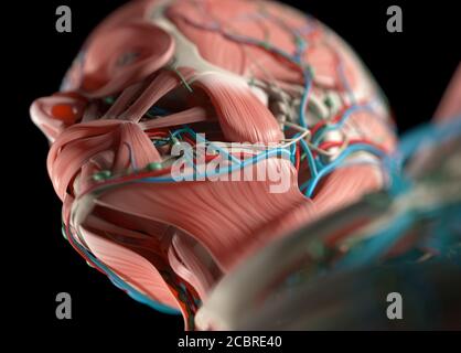 Illustrazione anatomica dei sistemi vascolari e muscolari umani. Illustrazione 3D. Foto Stock