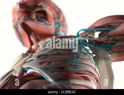 Illustrazione anatomica dei sistemi vascolari e muscolari umani. Illustrazione 3D. Foto Stock
