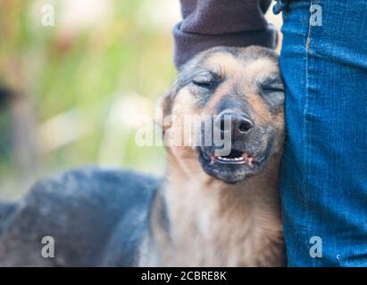 Un cane, fiducioso per la`s cura umana Foto Stock