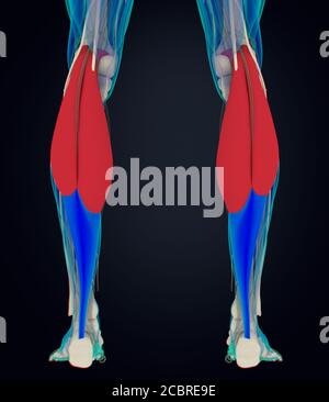 Anatomia illustrazione dei muscoli del polpaccio, anatomia umana, gastrocnemio. illustrazione 3d Foto Stock