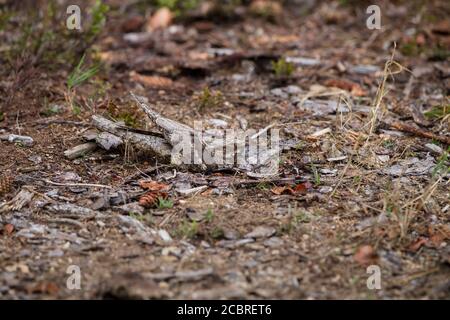 Ziegenmelker, Caprimulgus europaeus, giara europea Foto Stock