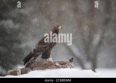 Steinadler, Aquila crisaetos, aquila reale Foto Stock