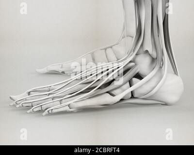 Illustrazione dell'anatomia del piede umano Illustrazione 3D. Foto Stock