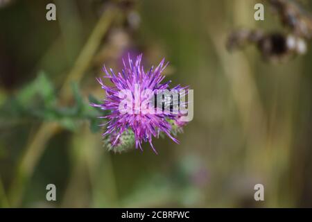 Coleottero bianco macchiato rosa su Thistle Foto Stock