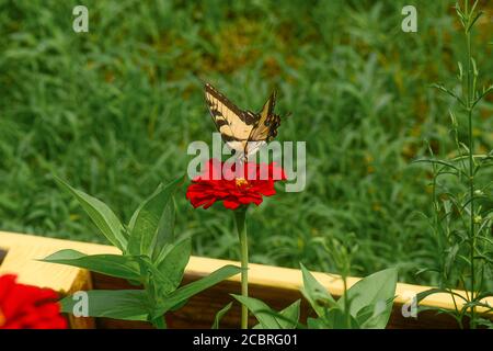 Farfalla gialla a coda di rondine su fiore rosso di Zinnia in giardino Foto Stock
